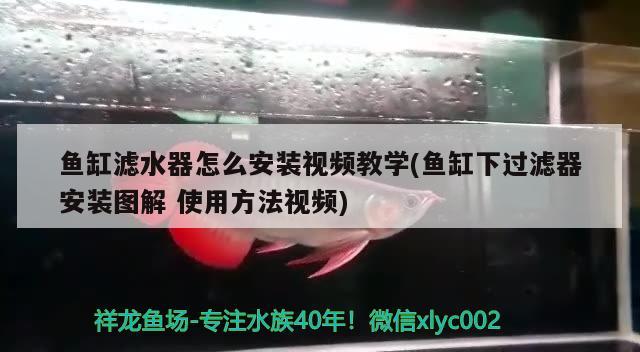 魚缸濾水器怎么安裝視頻教學(xué)(魚缸下過濾器安裝圖解使用方法視頻)