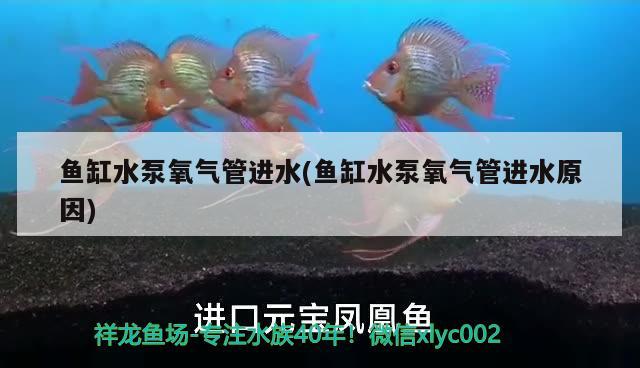 魚缸水泵氧氣管進水(魚缸水泵氧氣管進水原因) 魚缸水泵