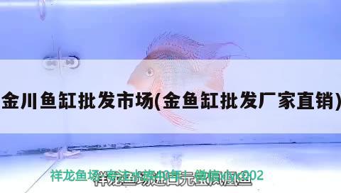 金川魚缸批發(fā)市場(chǎng)(金魚缸批發(fā)廠家直銷) 綠皮皇冠豹魚