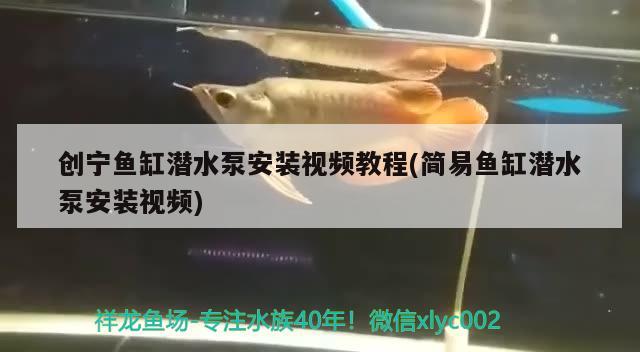 創(chuàng)寧魚缸潛水泵安裝視頻教程(簡易魚缸潛水泵安裝視頻)