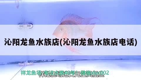 沁陽(yáng)龍魚(yú)水族店(沁陽(yáng)龍魚(yú)水族店電話) 超血紅龍魚(yú)