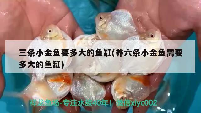 三條小金魚要多大的魚缸(養(yǎng)六條小金魚需要多大的魚缸)