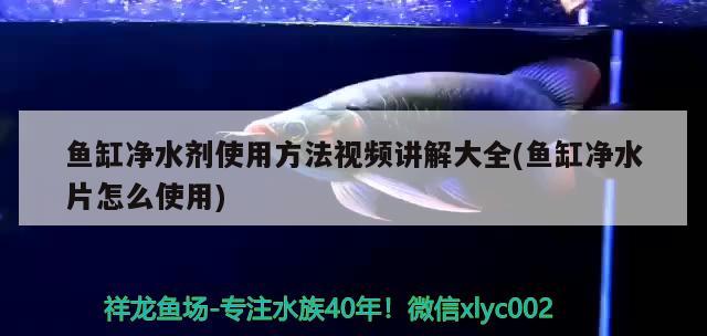 魚缸凈水劑使用方法視頻講解大全(魚缸凈水片怎么使用)