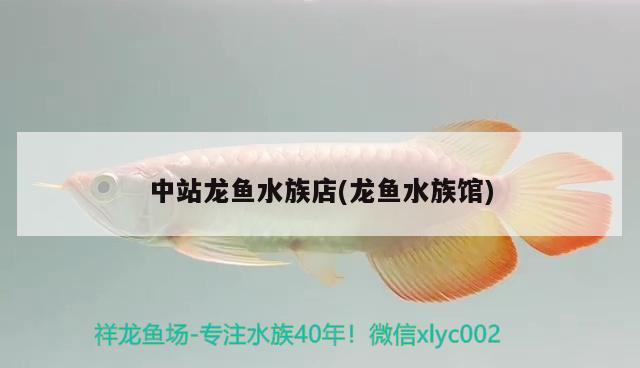 中站龍魚(yú)水族店(龍魚(yú)水族館) 雙線側(cè)魚(yú)