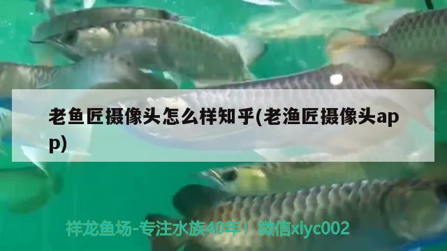 老魚(yú)匠攝像頭怎么樣知乎(老漁匠攝像頭app) 老魚(yú)匠