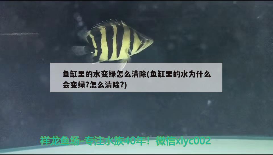 魚缸里的水變綠怎么清除(魚缸里的水為什么會變綠?怎么清除?) 魚缸凈水劑 第2張