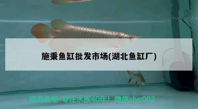 施秉魚(yú)缸批發(fā)市場(chǎng)(湖北魚(yú)缸廠) 黃金斑馬魚(yú)