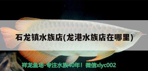 石龍鎮(zhèn)水族店(龍港水族店在哪里) 鐵甲武士