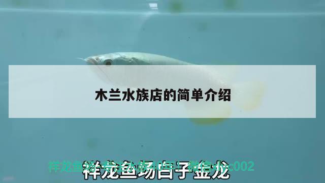 木蘭水族店的簡單介紹 申古三間魚