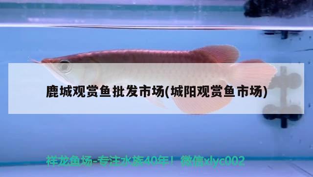 鹿城觀賞魚批發(fā)市場(chǎng)(城陽觀賞魚市場(chǎng)) 觀賞魚批發(fā)