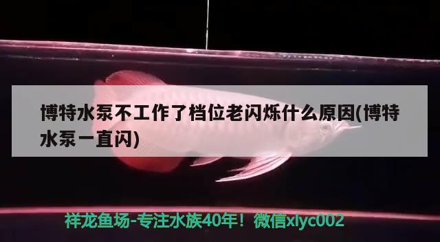 博特水泵不工作了檔位老閃爍什么原因(博特水泵一直閃) 博特水族