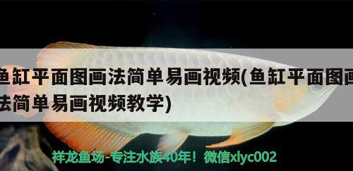 魚缸平面圖畫法簡單易畫視頻(魚缸平面圖畫法簡單易畫視頻教學) 黃金夢幻雷龍魚