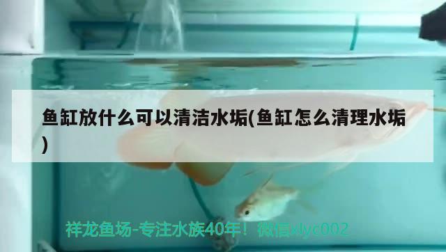 魚缸放什么可以清潔水垢(魚缸怎么清理水垢)