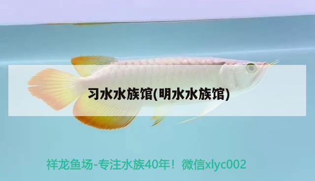 習(xí)水水族館(明水水族館) 觀賞魚市場（混養(yǎng)魚）