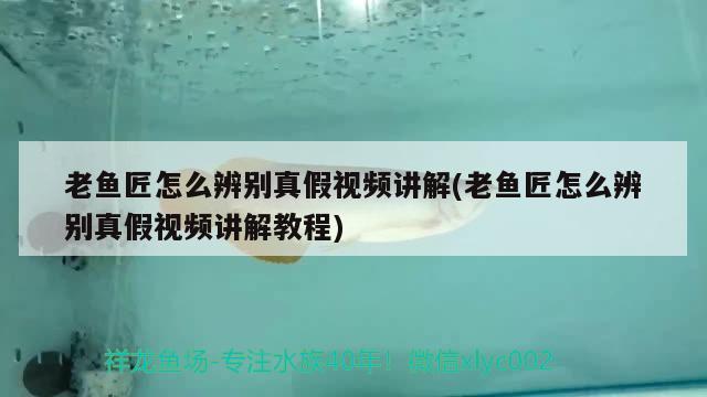 老魚匠怎么辨別真假視頻講解(老魚匠怎么辨別真假視頻講解教程) 老魚匠