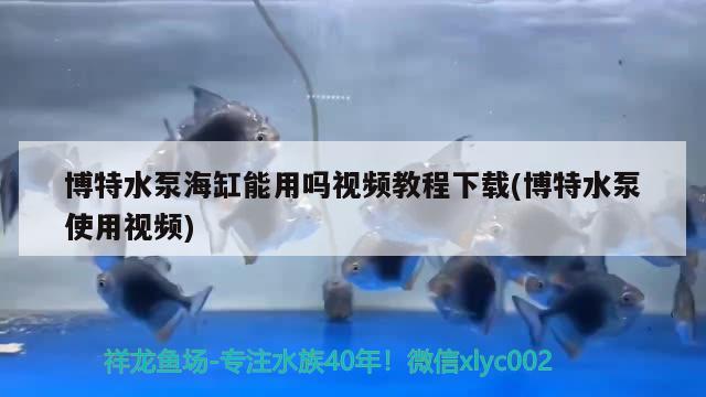 博特水泵海缸能用嗎視頻教程下載(博特水泵使用視頻) 博特水族