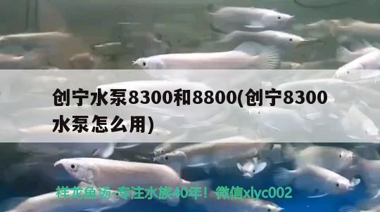 創(chuàng)寧水泵8300和8800(創(chuàng)寧8300水泵怎么用)