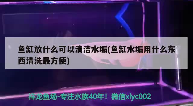 魚缸放什么可以清潔水垢(魚缸水垢用什么東西清洗最方便) 名貴錦鯉魚