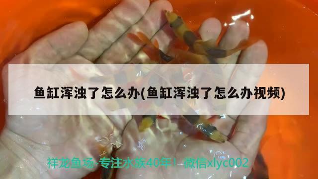 魚缸渾濁了怎么辦(魚缸渾濁了怎么辦視頻) 祥龍水族濾材/器材