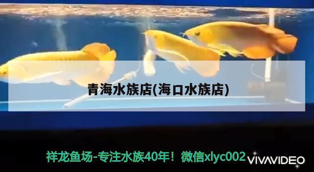 青海水族店(海口水族店) 紅龍福龍魚 第2張