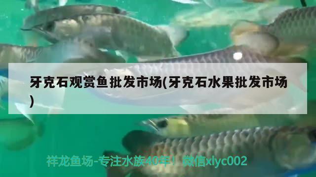 牙克石觀賞魚批發(fā)市場(牙克石水果批發(fā)市場) 觀賞魚批發(fā)