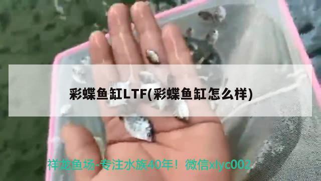 彩蝶魚缸LTF(彩蝶魚缸怎么樣)