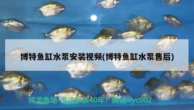 博特魚缸水泵安裝視頻(博特魚缸水泵售后) 博特水族 第2張