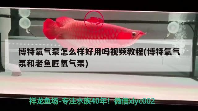 博特氧氣泵怎么樣好用嗎視頻教程(博特氧氣泵和老魚匠氧氣泵)