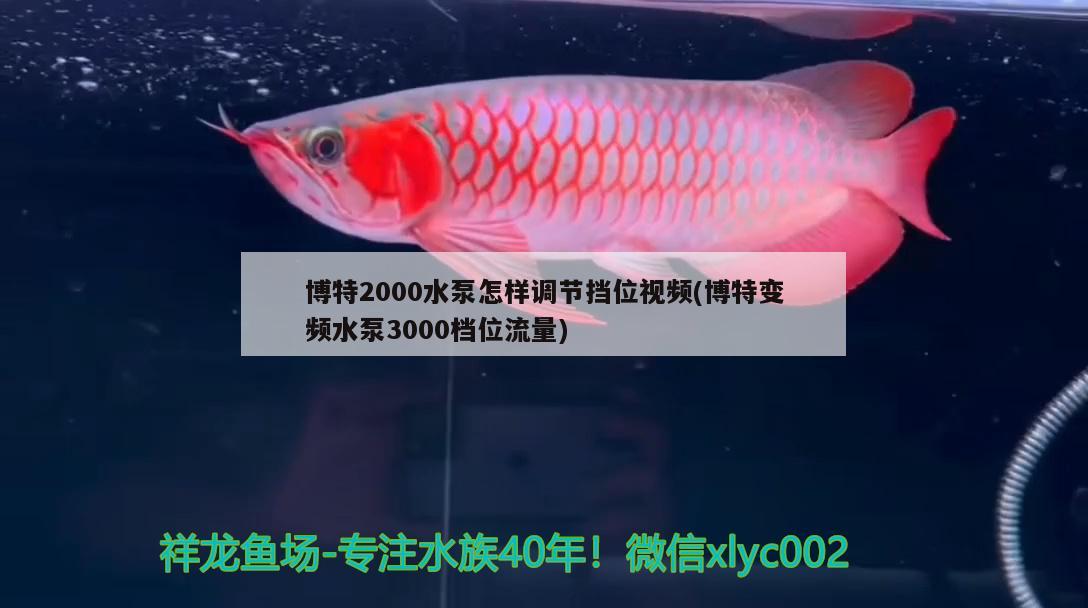 博特2000水泵怎樣調(diào)節(jié)擋位視頻(博特變頻水泵3000檔位流量)