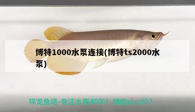 博特1000水泵連接(博特ts2000水泵) 博特水族