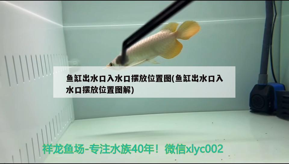 魚缸出水口入水口擺放位置圖(魚缸出水口入水口擺放位置圖解) 觀賞魚魚苗