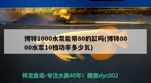 博特1000水泵能帶80的缸嗎(博特8000水泵10檔功率多少瓦) 博特水族