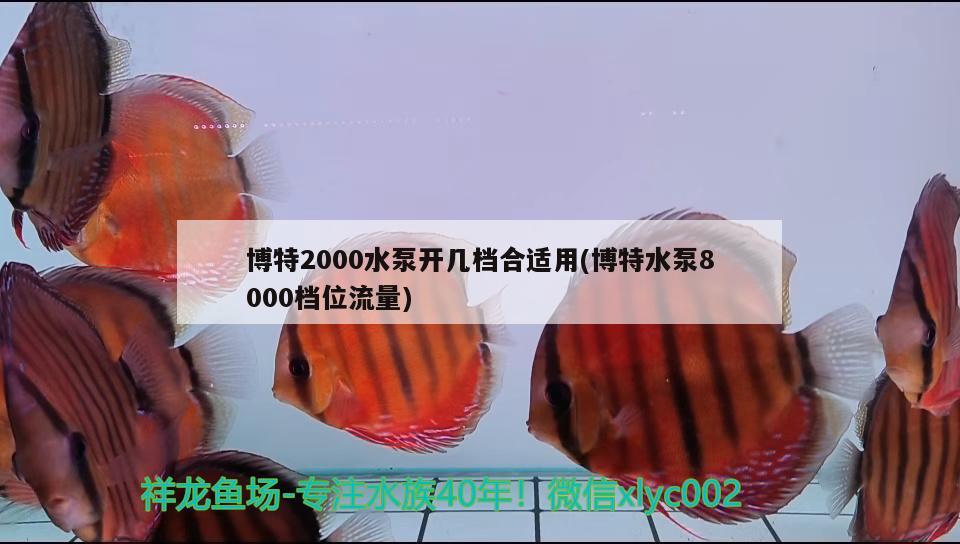 博特2000水泵開幾檔合適用(博特水泵8000檔位流量) 博特水族