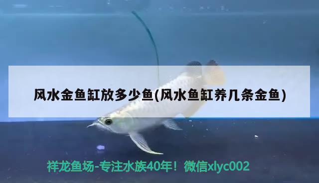 風(fēng)水金魚缸放多少魚(風(fēng)水魚缸養(yǎng)幾條金魚) 魚缸風(fēng)水