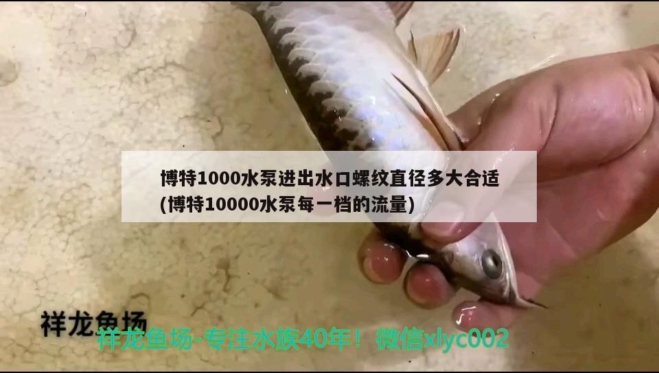 博特1000水泵進(jìn)出水口螺紋直徑多大合適(博特10000水泵每一檔的流量) 博特水族