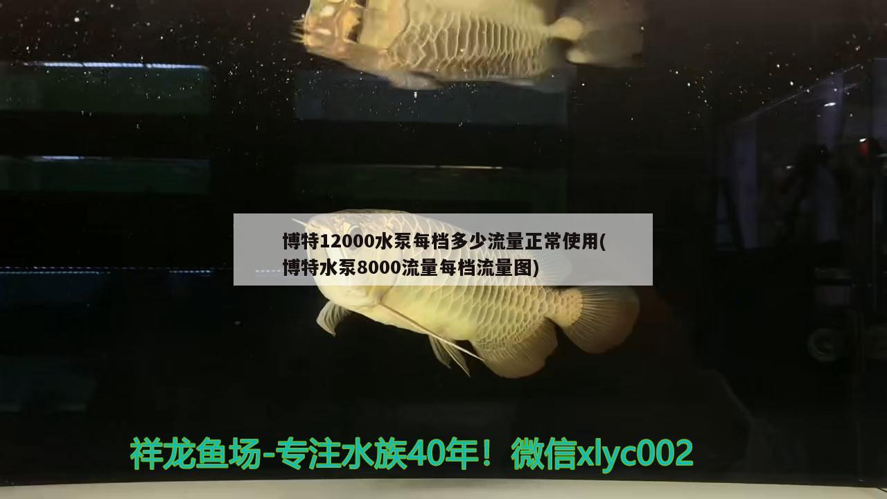 博特12000水泵每檔多少流量正常使用(博特水泵8000流量每檔流量圖)