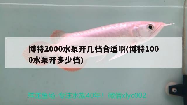 博特2000水泵開幾檔合適啊(博特1000水泵開多少檔)