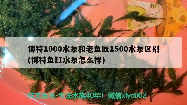 博特1000水泵和老魚匠1500水泵區(qū)別(博特魚缸水泵怎么樣)