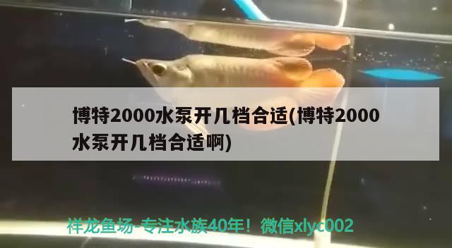 博特2000水泵開幾檔合適(博特2000水泵開幾檔合適啊) 博特水族