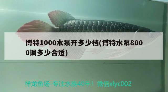 博特1000水泵開多少檔(博特水泵8000調(diào)多少合適)