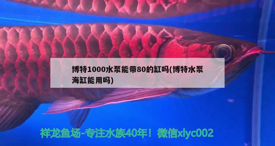 博特1000水泵能帶80的缸嗎(博特水泵海缸能用嗎) 博特水族