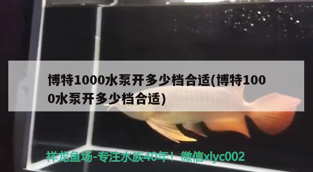 博特1000水泵開多少檔合適(博特1000水泵開多少檔合適) 博特水族