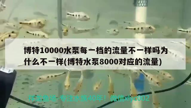 博特10000水泵每一檔的流量不一樣嗎為什么不一樣(博特水泵8000對應(yīng)的流量)