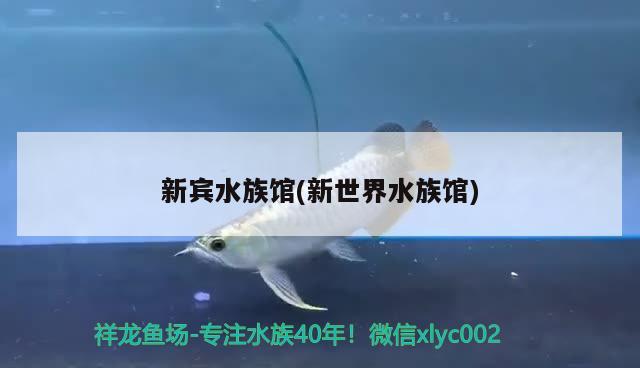 新賓水族館(新世界水族館) 委內(nèi)瑞拉奧里諾三間魚(yú)苗