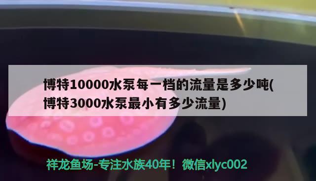 博特10000水泵每一檔的流量是多少噸(博特3000水泵最小有多少流量) 博特水族