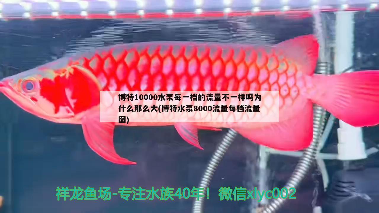 博特10000水泵每一檔的流量不一樣嗎為什么那么大(博特水泵8000流量每檔流量圖) 博特水族