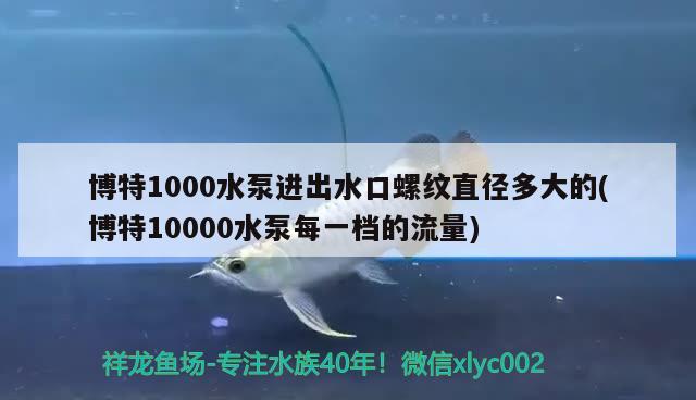 博特1000水泵進(jìn)出水口螺紋直徑多大的(博特10000水泵每一檔的流量) 博特水族