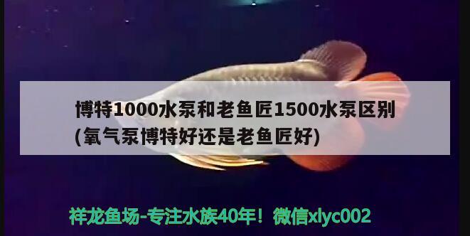 博特1000水泵和老魚匠1500水泵區(qū)別(氧氣泵博特好還是老魚匠好) 博特水族