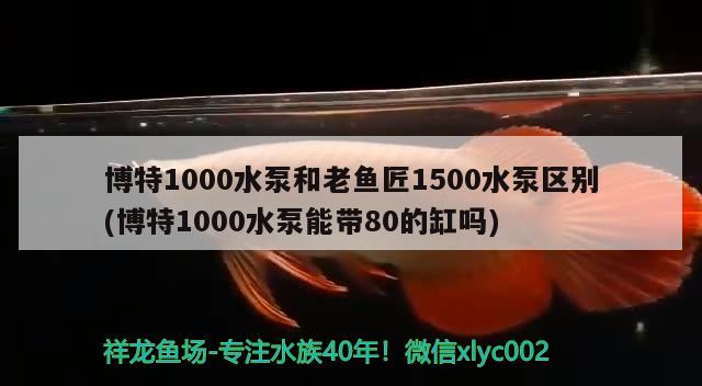 博特1000水泵和老魚匠1500水泵區(qū)別(博特1000水泵能帶80的缸嗎) 博特水族