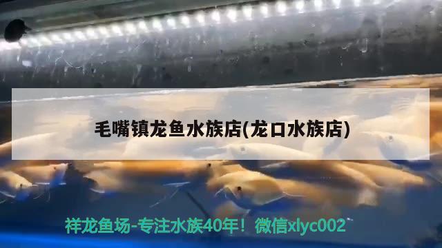 毛嘴鎮(zhèn)龍魚水族店(龍口水族店) 錦鯉池魚池建設(shè)